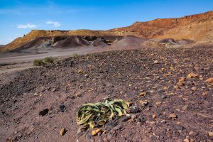 Welwitschia Mirabilis Und Der Verbrannte Berg