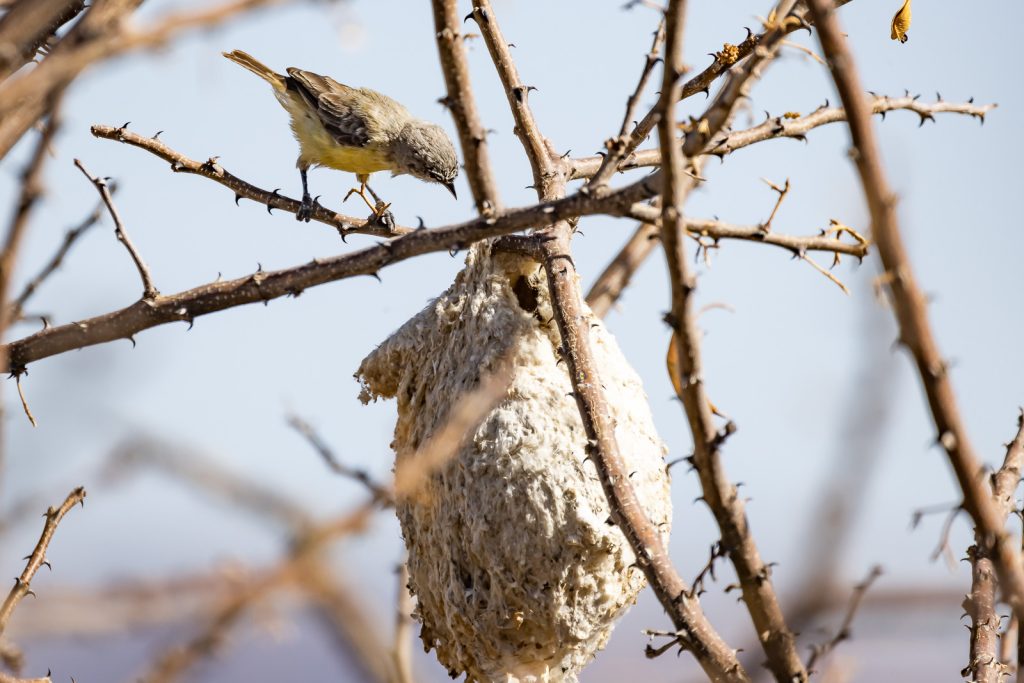 Cape Penduline Tit / Kapbeutelmeise auf dem Nest