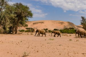 Desert Elephants / Wüstenelefanten
