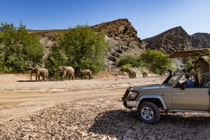 Elefanten Im Hoanib Trockenfluß Mit Pirschfahrzeug