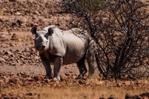 Hook Lipped Rhino / Spitzmaulnashorn