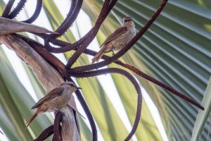Rufous Tailed Palm Thrush / Graubruströtel
