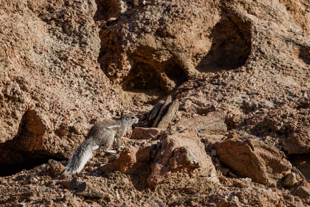 Damara Ground Squirrel / Damara Oder Kaokoveld Erdhörnchen