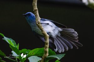 African Blue Flycatcher / Türkiselminie