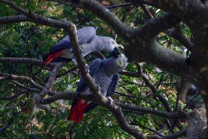 African Grey Parrot / Graupapagei