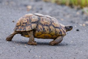 Bell's Hinged Tortoise / Glattrand Gelenkschildkröte