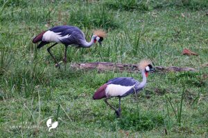 Grey Crowned Crane / Südafrika Kronenkranich, Auch Grauhals Kro