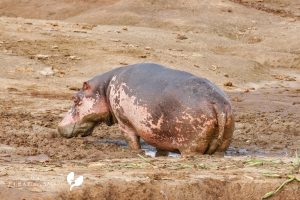 Hippopothamus / Nilpferde Im Kasinga Channel