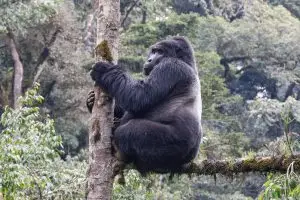 Mountain Gorilla / Berggorilla Oder östlicher Gorilla