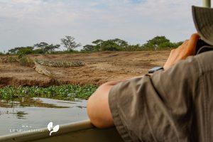 Nile Crocodile In Kasinga Channel
