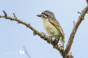 Yellow Fronted Tinkerbird / Gelbstirn Bartvogel