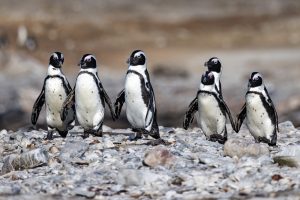 African Penguin / Brillenpinguin