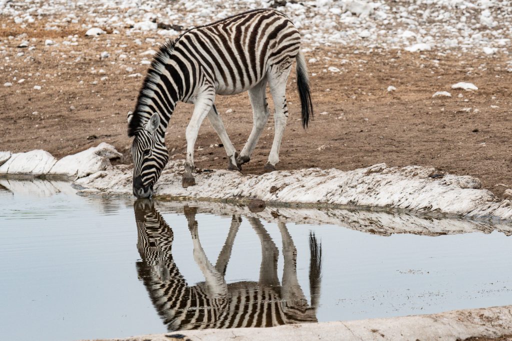 Plains Zebra / Steppenzebra