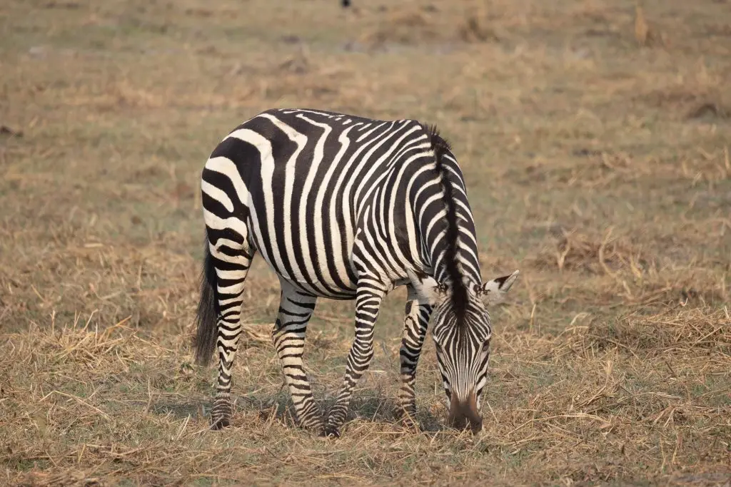 Chapman Zebra (Equus Quagga Chapmani)