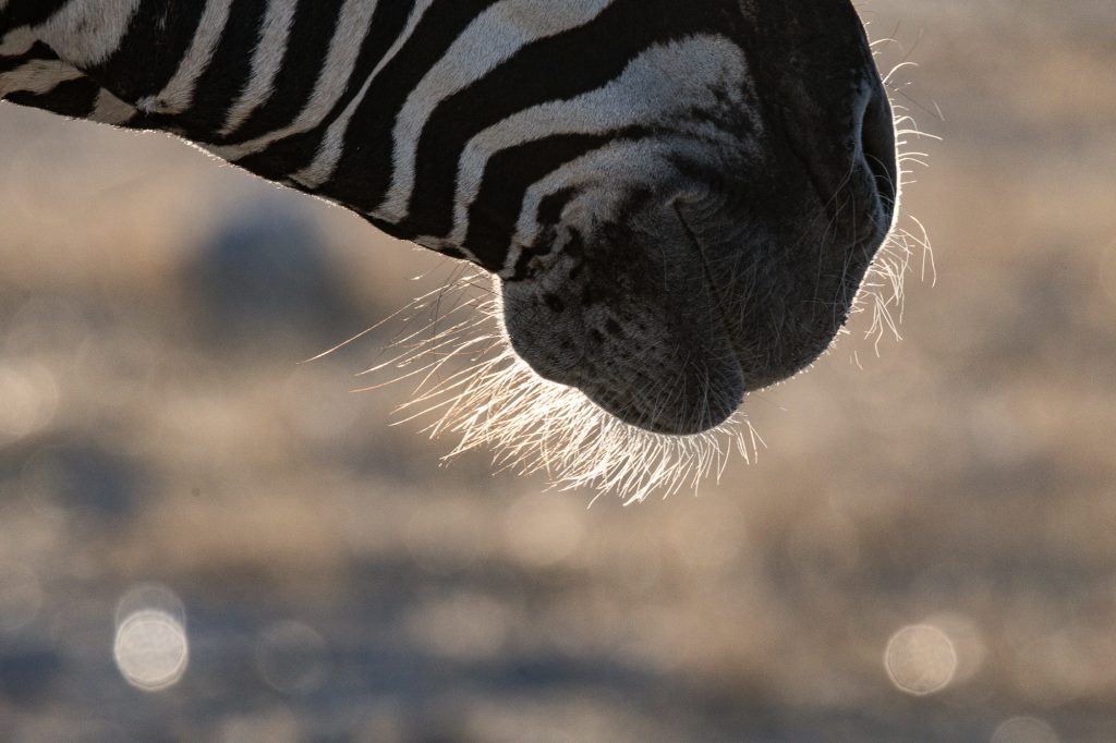 zebra... up close