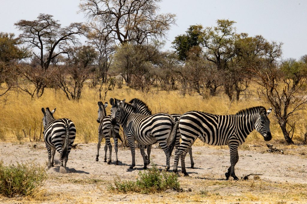 Chapman Plains Zebra from Mudumo National Park