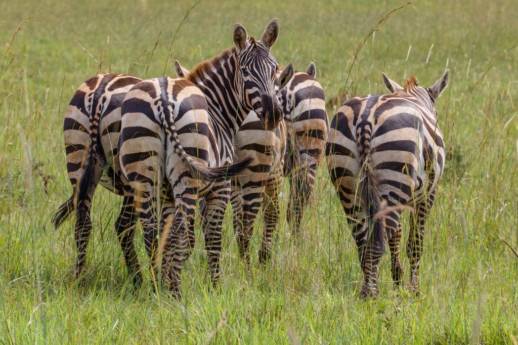 Maneless Zebra / Equus Quagga Borensis