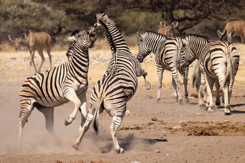 Sequenz Plains Zebra Fighting