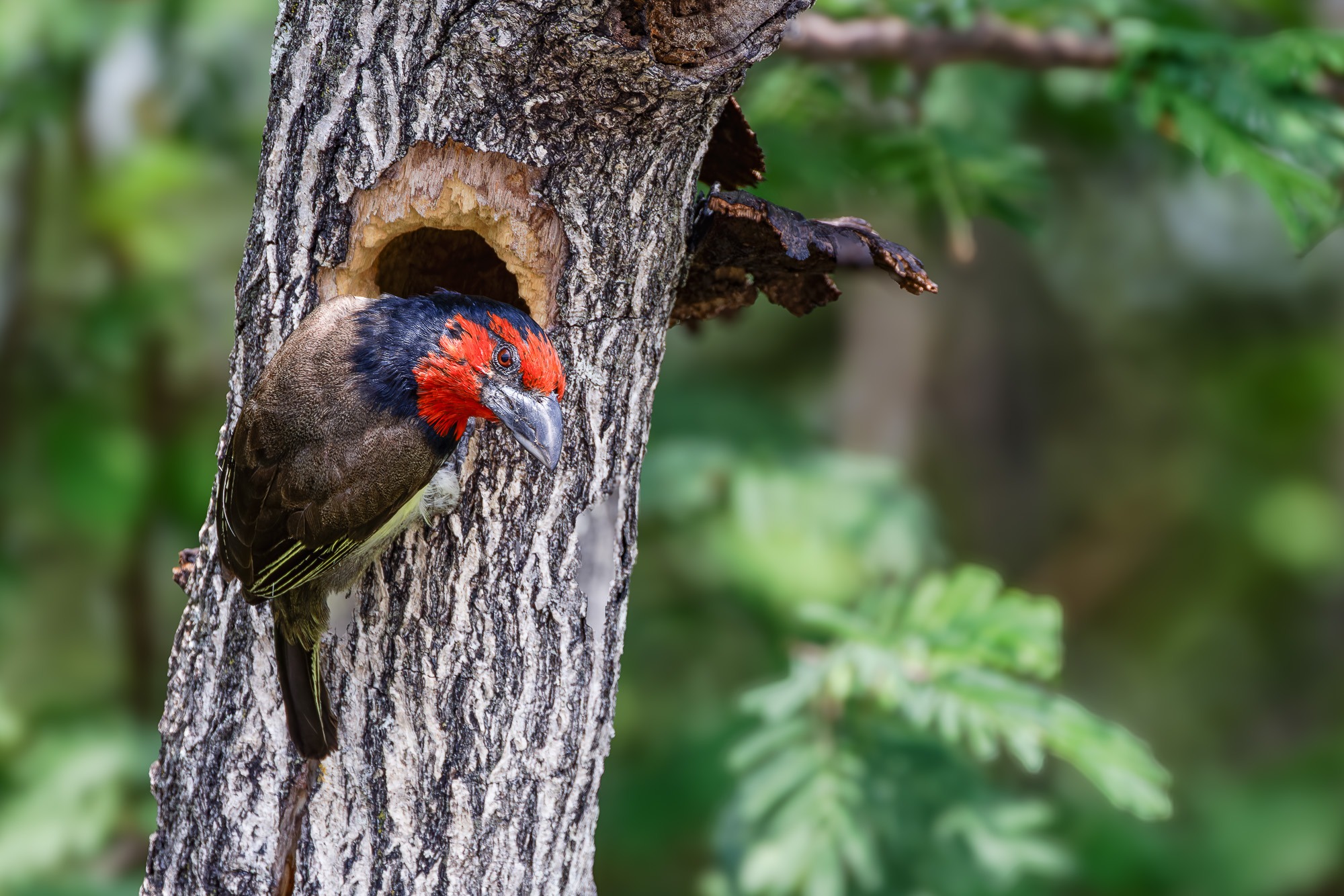 Black Collared Barbet / Halsband Bartvogel