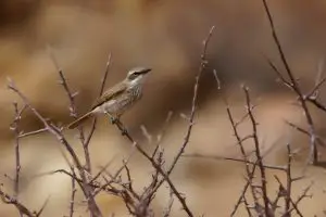 Herero Chat / Namibschnäpper