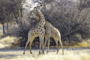 Giraffenbullen Halsen Sich