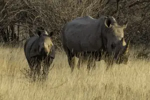 Breitmaulnashorn Mit Kalb