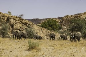 Desert Elephants / Wüstenelefanten