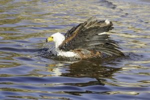 African Fish Eagle / Schreiseeadler Taking A Bath