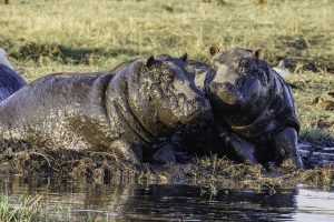 Hippo Teenagers On Chobe Shoreline