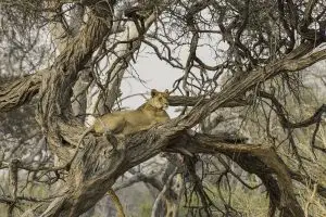 Lions In Buffalo Park / Löwenpärchen Im Paarungsmodus