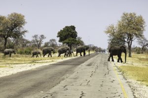 Elefanten Kreuzen Asphalt Bei Mudumo