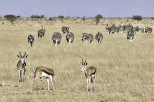 Springböcke, Zebras Und Gemsböcke Sind Im Etoschapark In Masse
