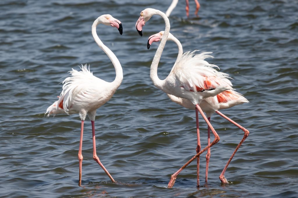 Greater Flamingo / Rosaflamingo
