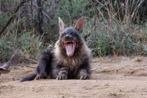 Brown Hyena / Schabrackenhyäne / Strandwolf