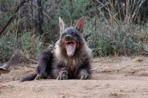 Brown Hyena / Schabrackenhyäne / Strandwolf