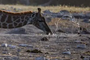 Drinking Giraffe @ Klein Namutoni In Etosha