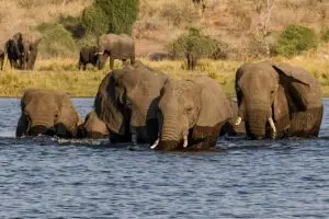 Elephanten Am Chobe
