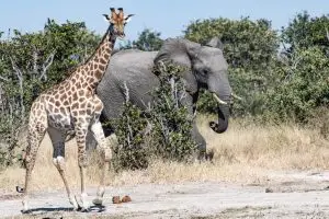 Giraffe & Elephant Drinking @ Savuti 8