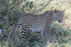 Leopard @ Savuti 5