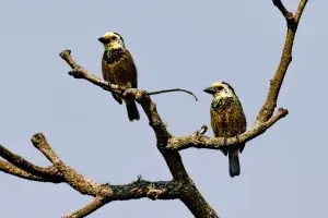 Anchieta's Barbet