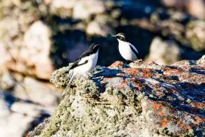 Angola Cave Chat