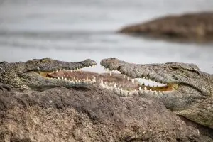 Krokodile Mit Zähnen Und Mund Offen