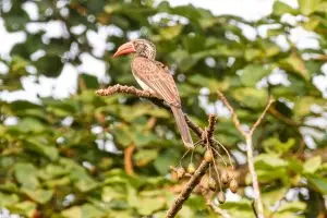 Crowned Hornbill