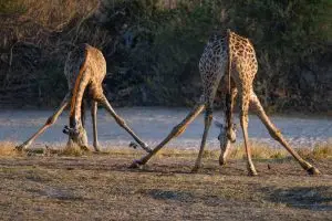 Giraffes On Chobe Shoreline Practicing Geophagia