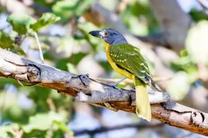 Gray Headed Grey Headed Bushshrike