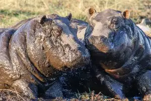Hippo Teenagers On Chobe Shoreline