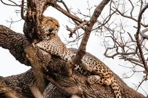 Leopard Am Ufer Des Chobe Auf Baum