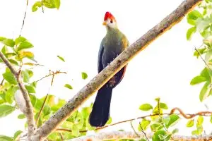 Red Crested Turaco