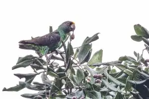 Red Fronted Parrot