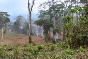 Rodung Für Kafeeplantage Bei Cambonde